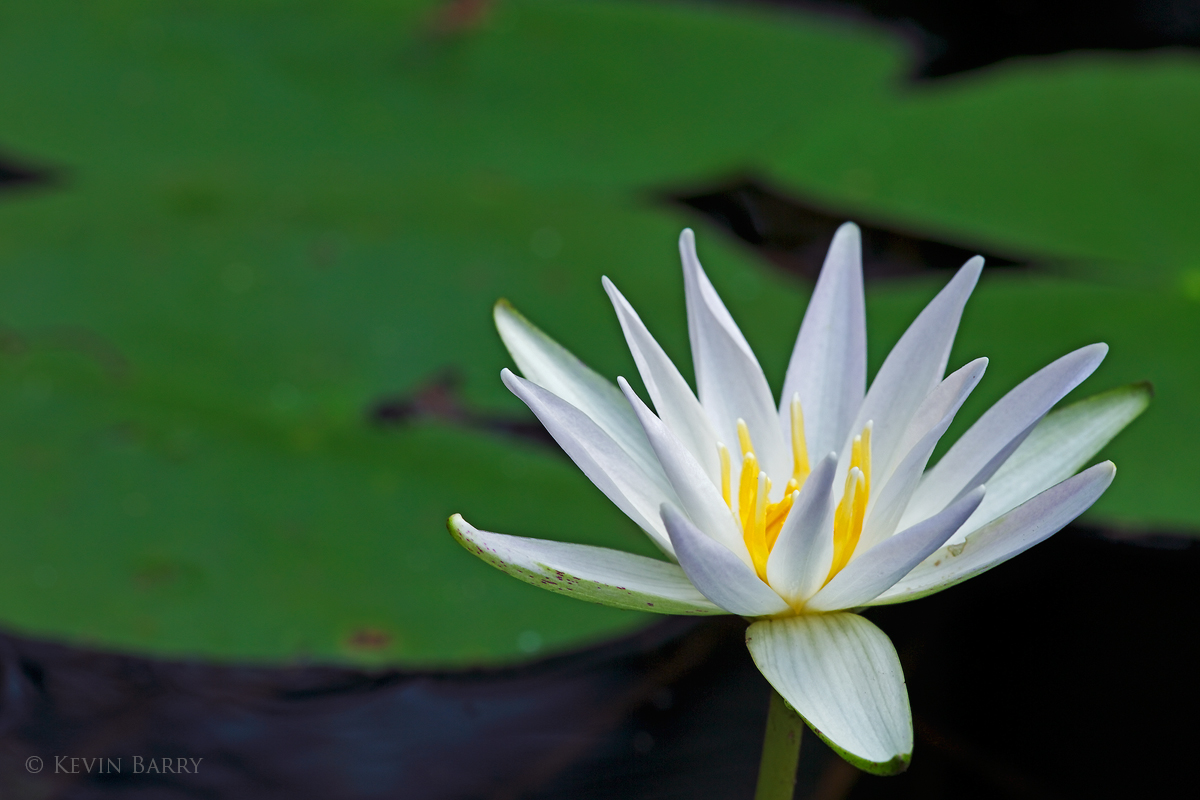 (Nymphaea odorata)