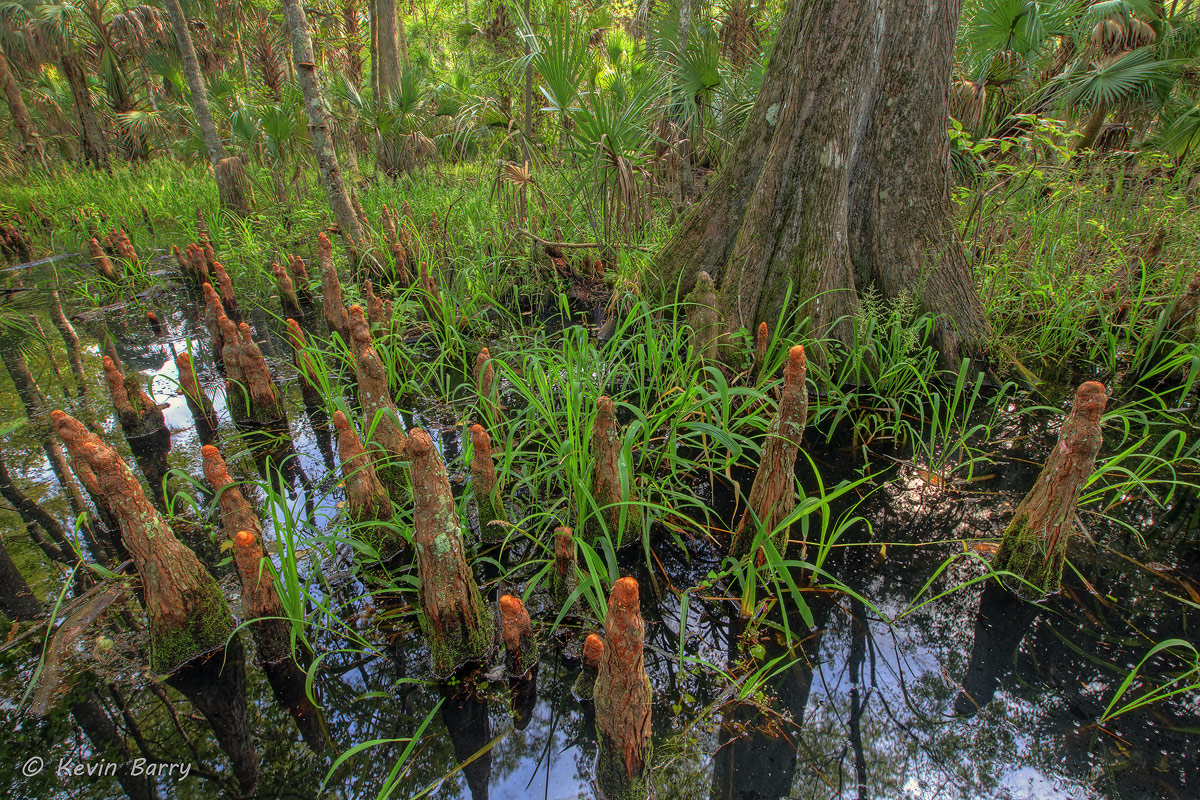 (Taxodium distichum)