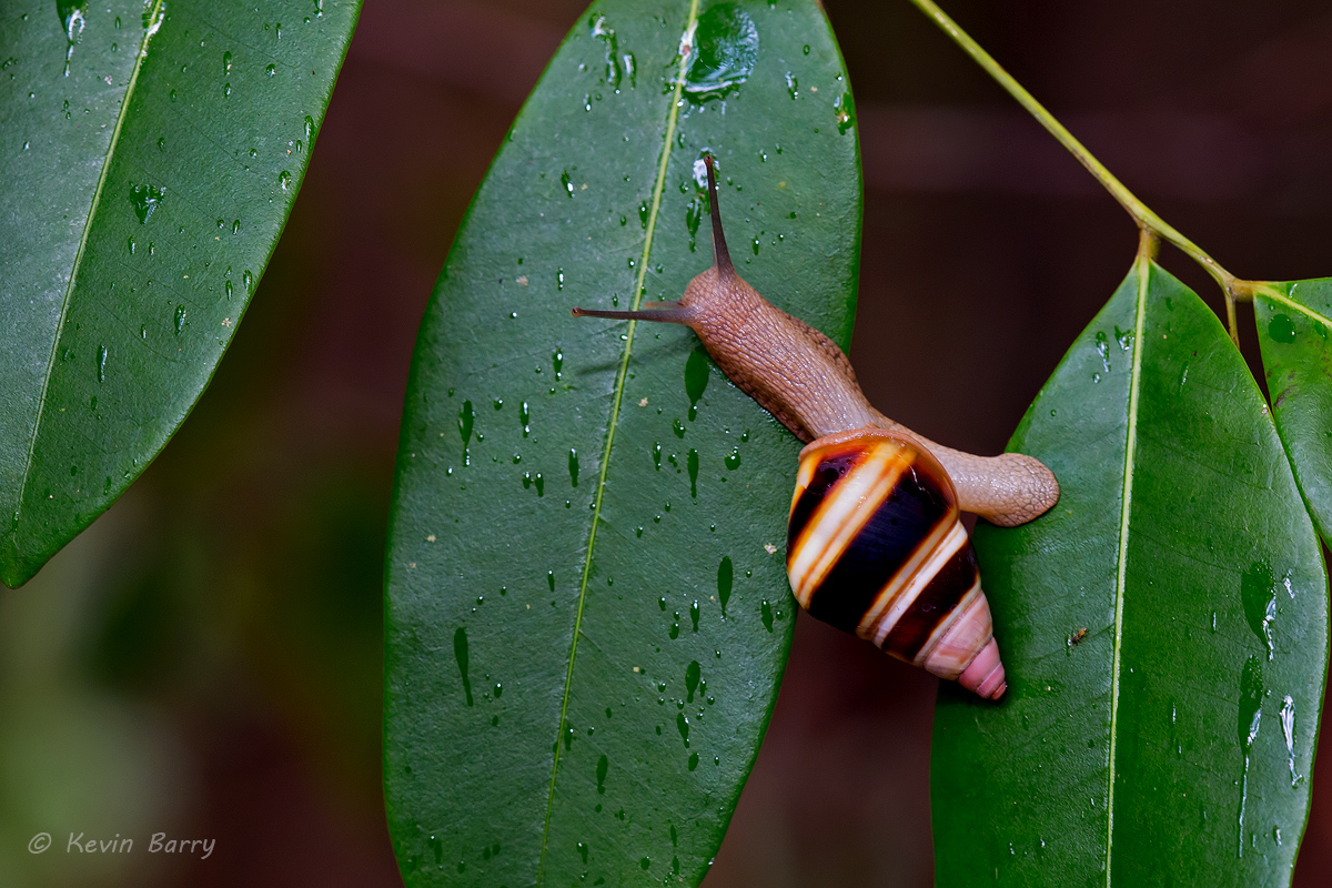 Liguus Tree Snails&nbsp;(Liguus fasciatus) are multicolored inhabitants of tropical hardwood hammocks, have been called "living...
