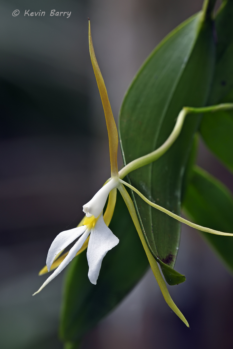 The Night-scented Orchid (Epidendrum nocturnum) occurs in Florida, Bahamas, West Indies, Central America to northern Brazil and...