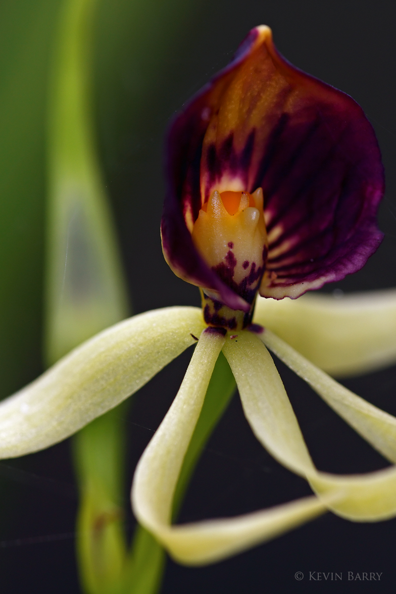 The Clamshell Orchid (Prosthechea cochleata) is an epiphytic species native to southern Florida, the West Indies, Central America...