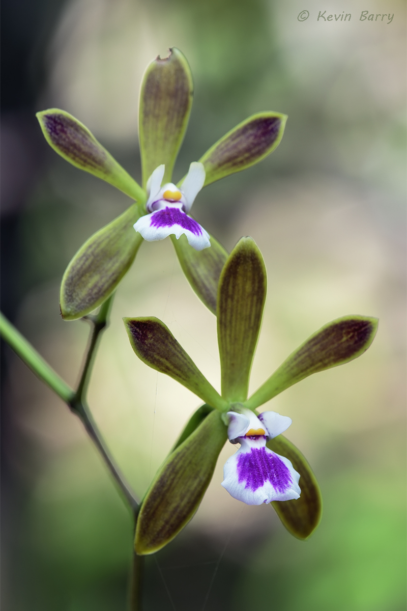 (Encyclia tampensis)
