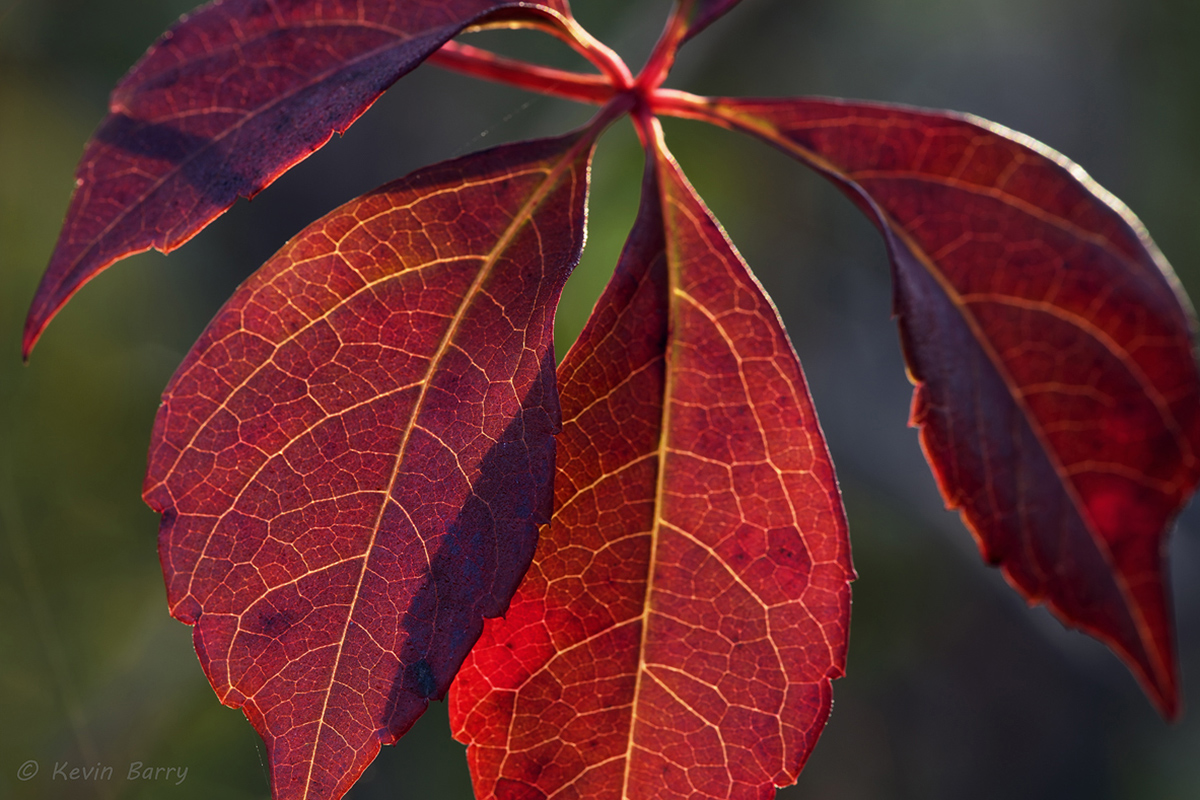 (Parthenocissus quinquefolia)