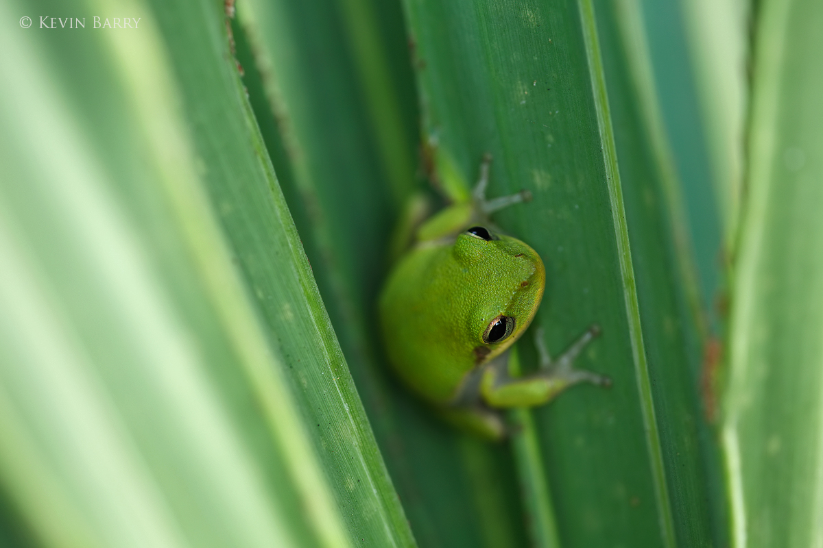 A Squirrel Tree Frog (Hyla squirella) gets cozy in a palmetto frond at a south Florida preserve.