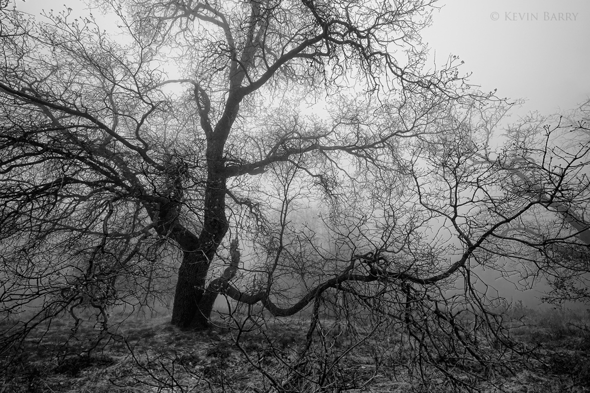 Oak in fog, Cleveland National Forest, California, tree, black and white, bw, moody, west, western, fog, foggy, cold, spring...