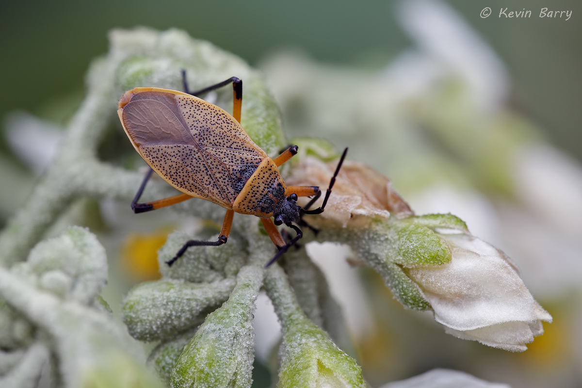 (Largus davisi) (Solanum erianthum)