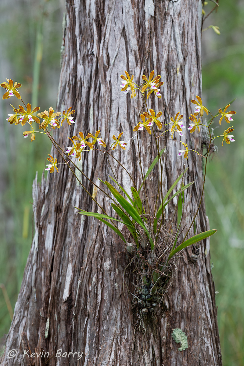 (Encyclia tampensis)