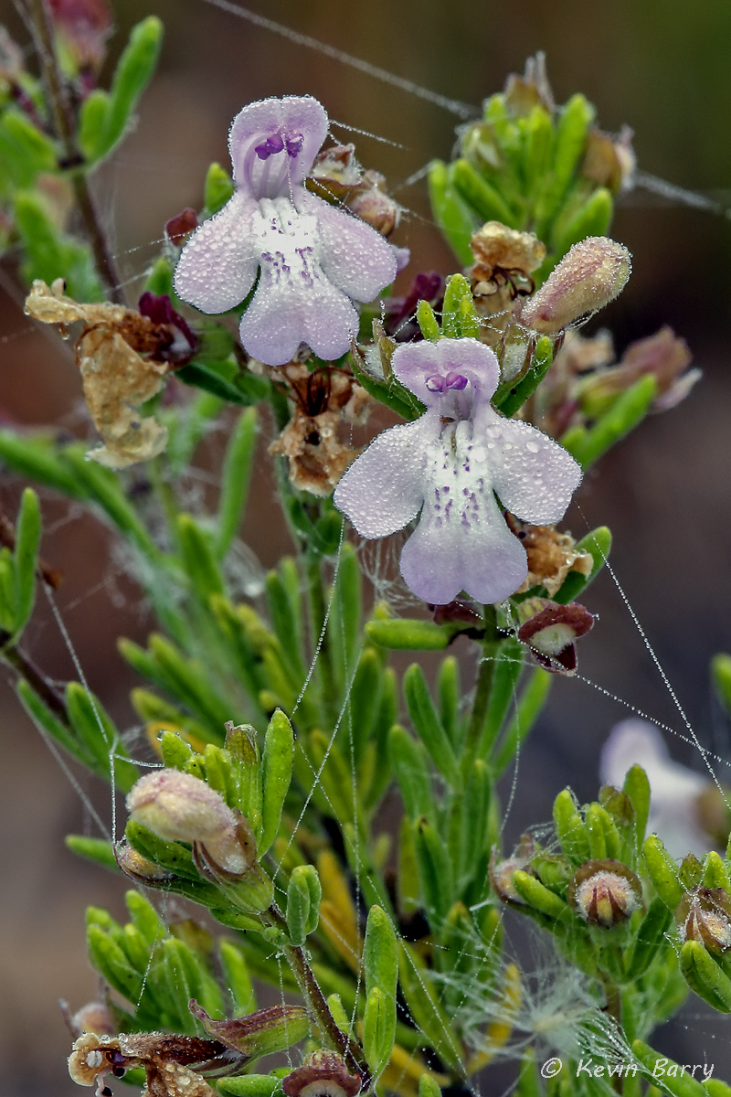 Conradina brevifolia is a rare species of shrub in the mint family known by the common name shortleaf false rosemary, or short...