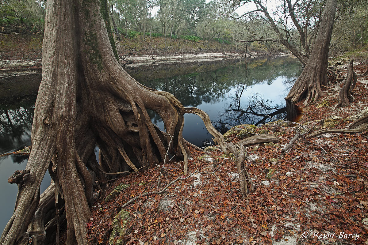 Suwannee River, Florida, landscape, horizontal, nature photography, natural, trees, morning, calm, day, exterior, roots, leaves...