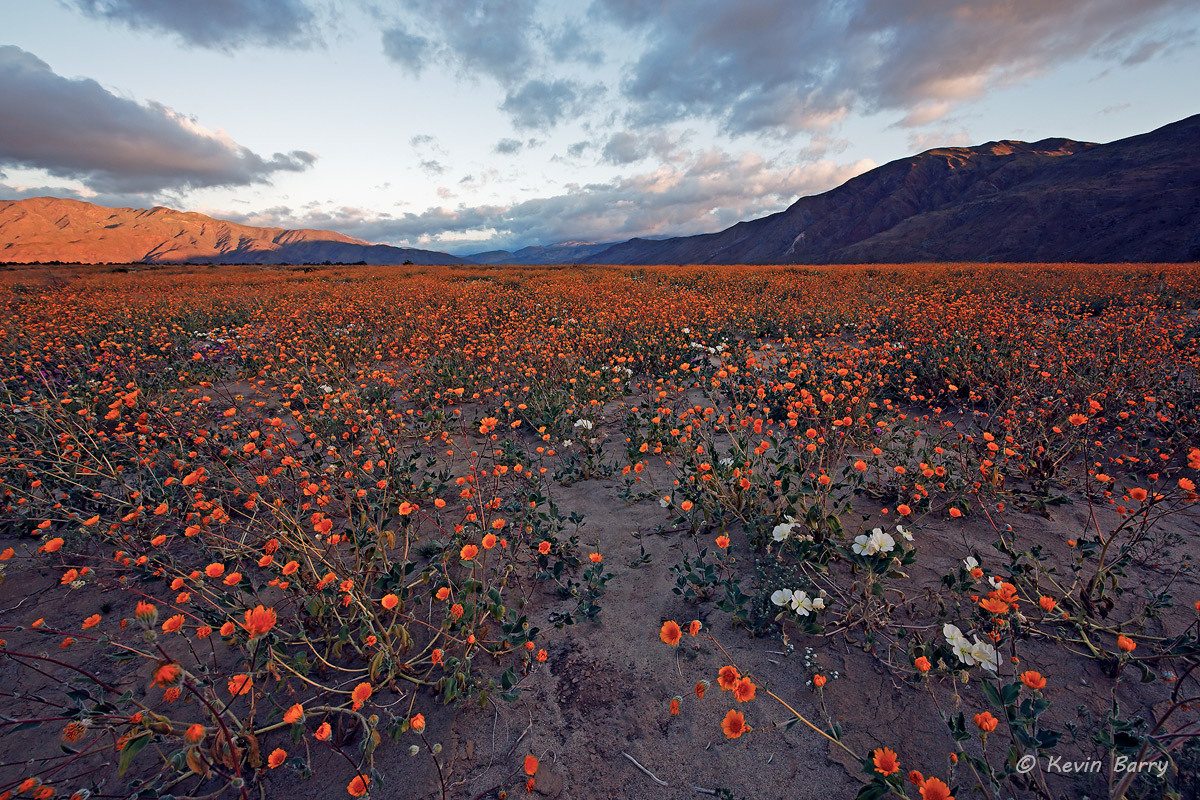 Spring of 2017 turned out to be a superbloom for wildflowers in the desert regions of California.