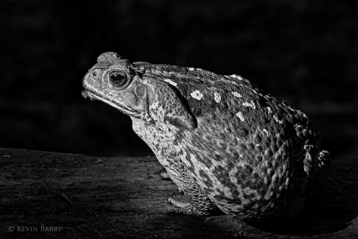 A non-native Marine Toad (Bufo marinus) rests on a fallen tree in a south Florida tropical hardwood hammock.