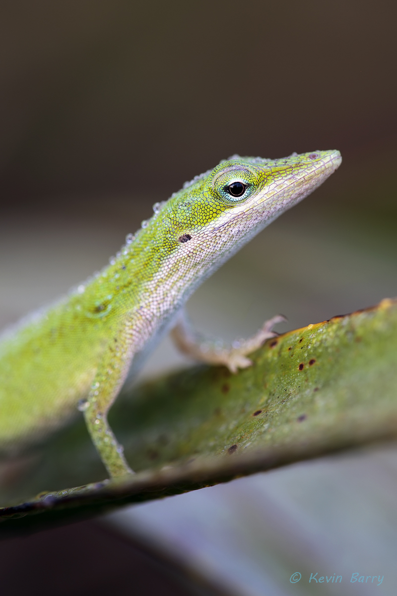 (Anolis carolinensis)