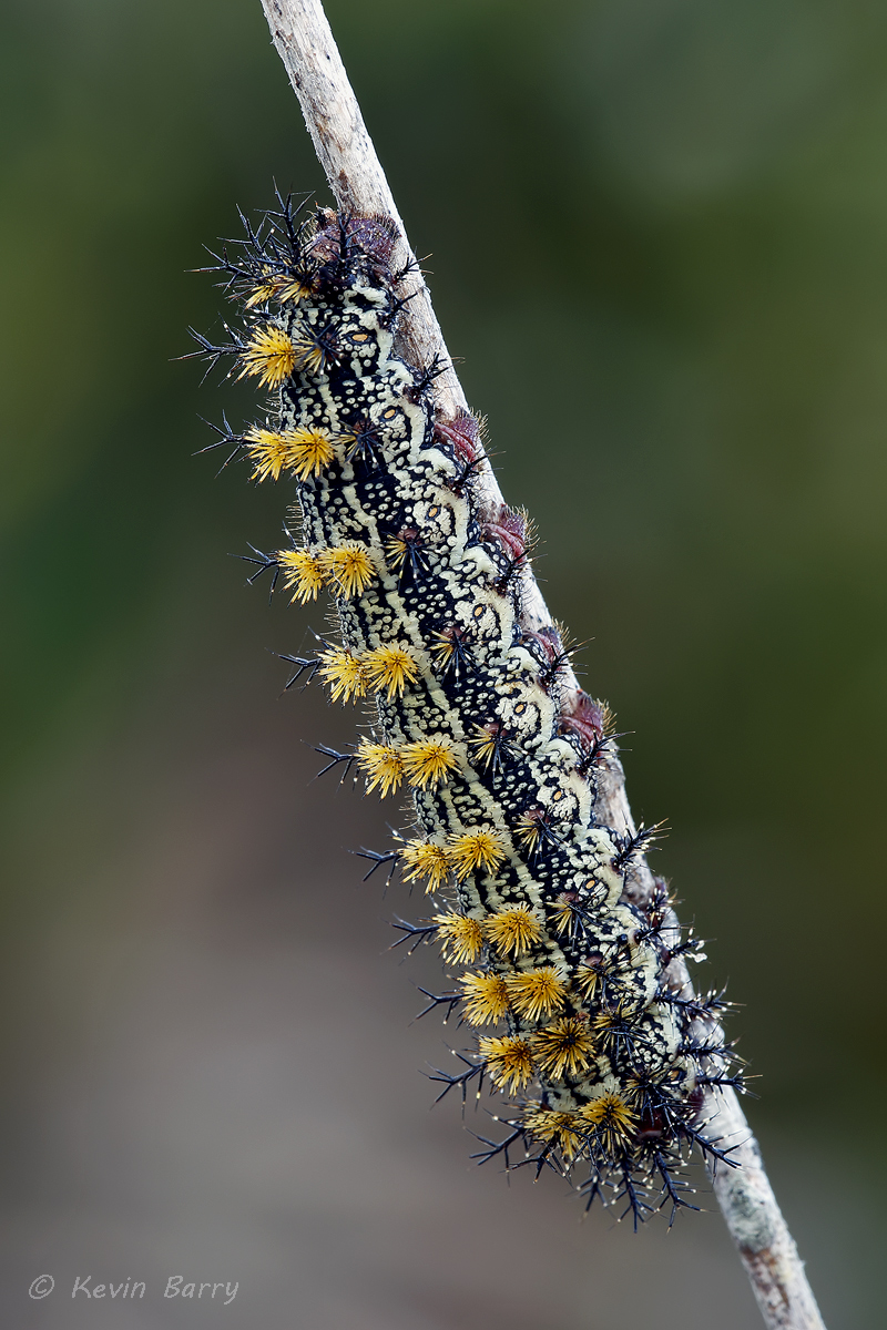 (Hemileuca maia)