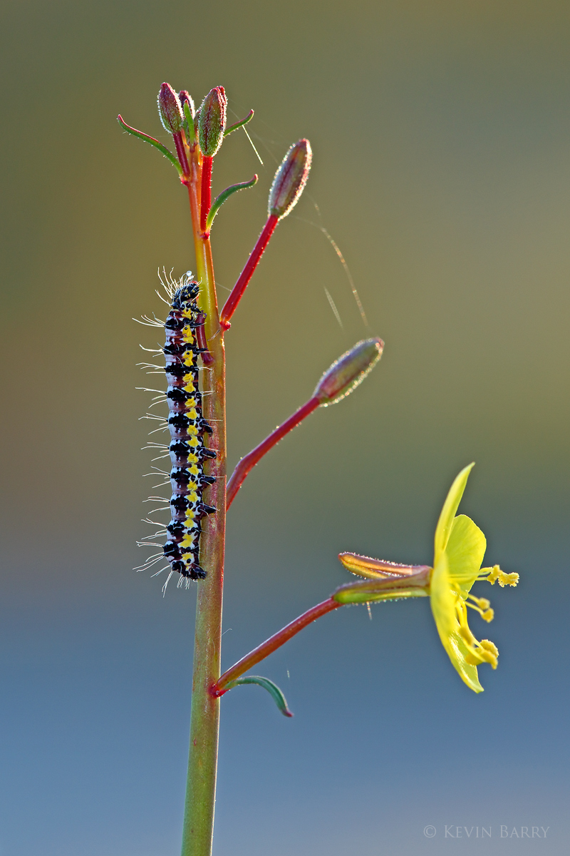 The caterpillar of the Riding's Forester Moth (Alypia ridingsii), which ranges from California to British Columbia.