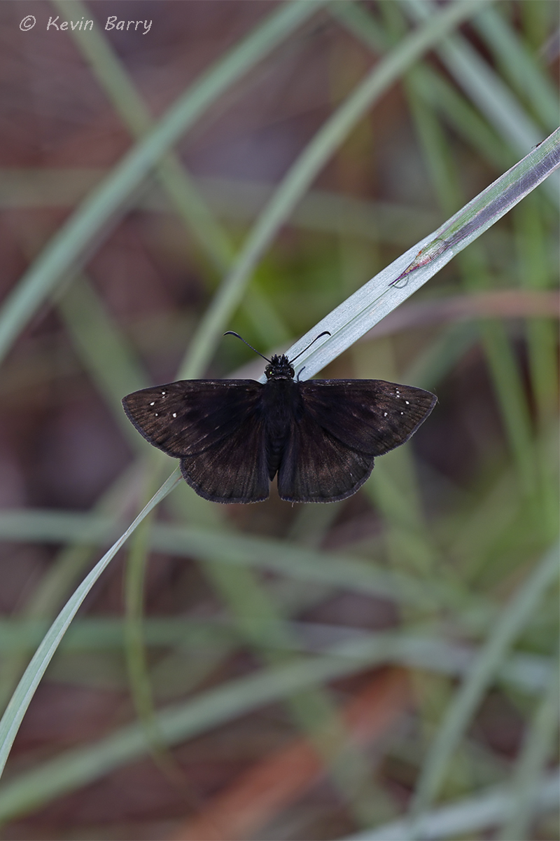 (Ephyriades brunnea)