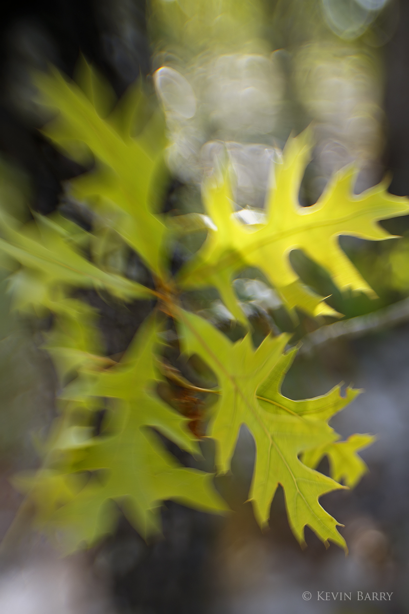 Turkey Oak (Quercus laevis) is a member of the red oak group of oaks. It is native to the southeastern United States, occurring...