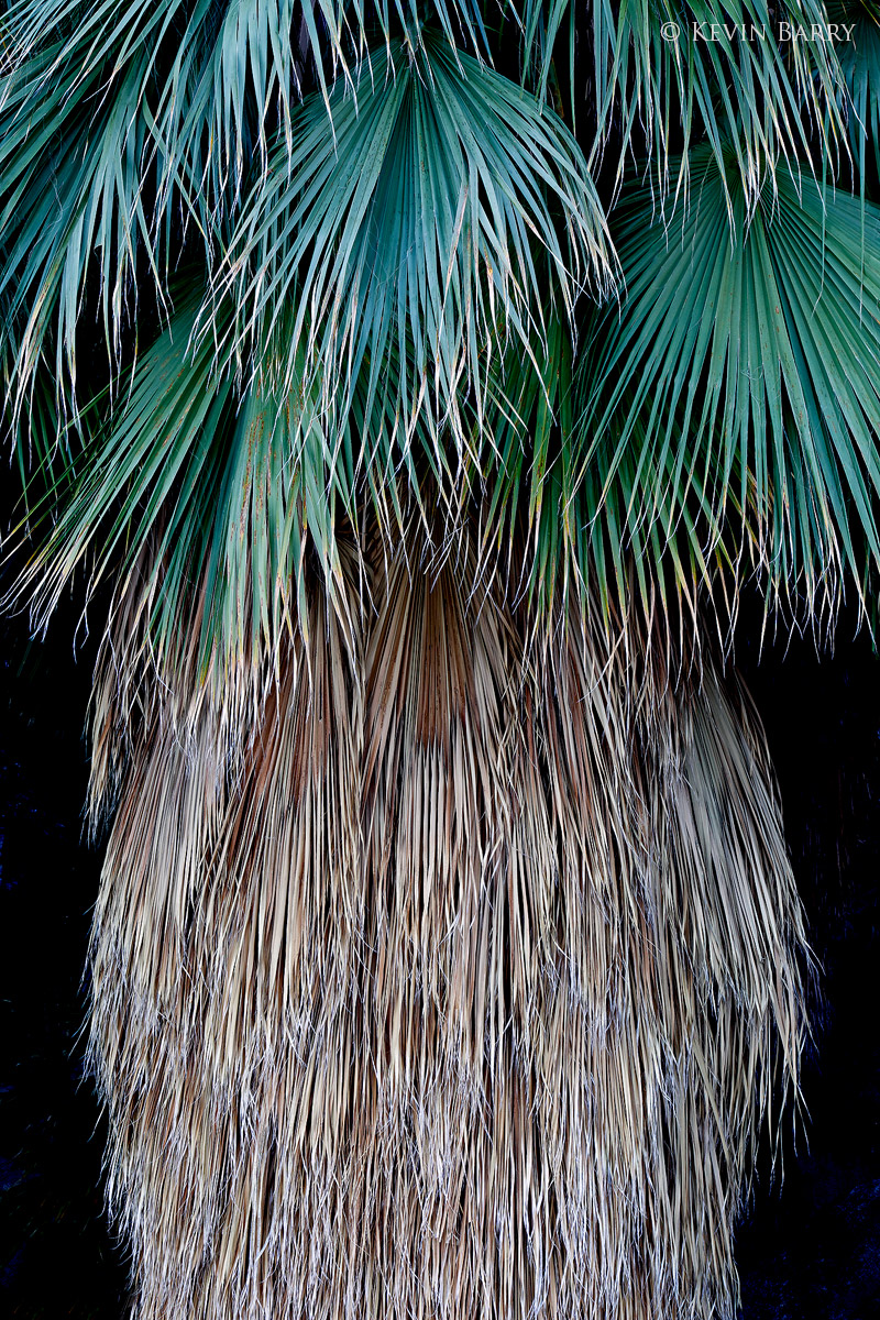 The California fan palm (Washingtonia filifera), also known as the desert fan palm, is a flowering plant in the palm family (...