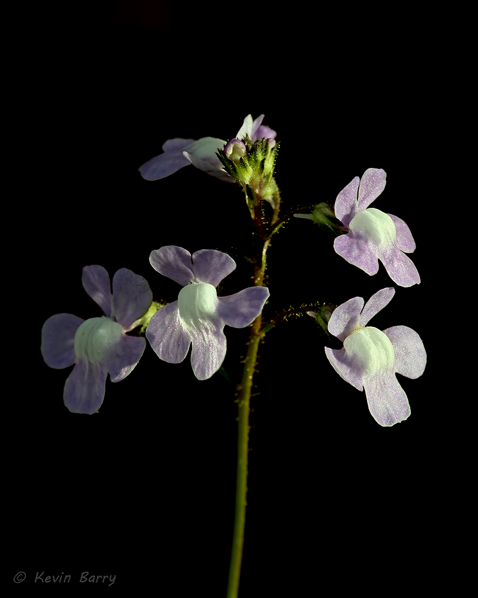 (Linaria canadensis)
