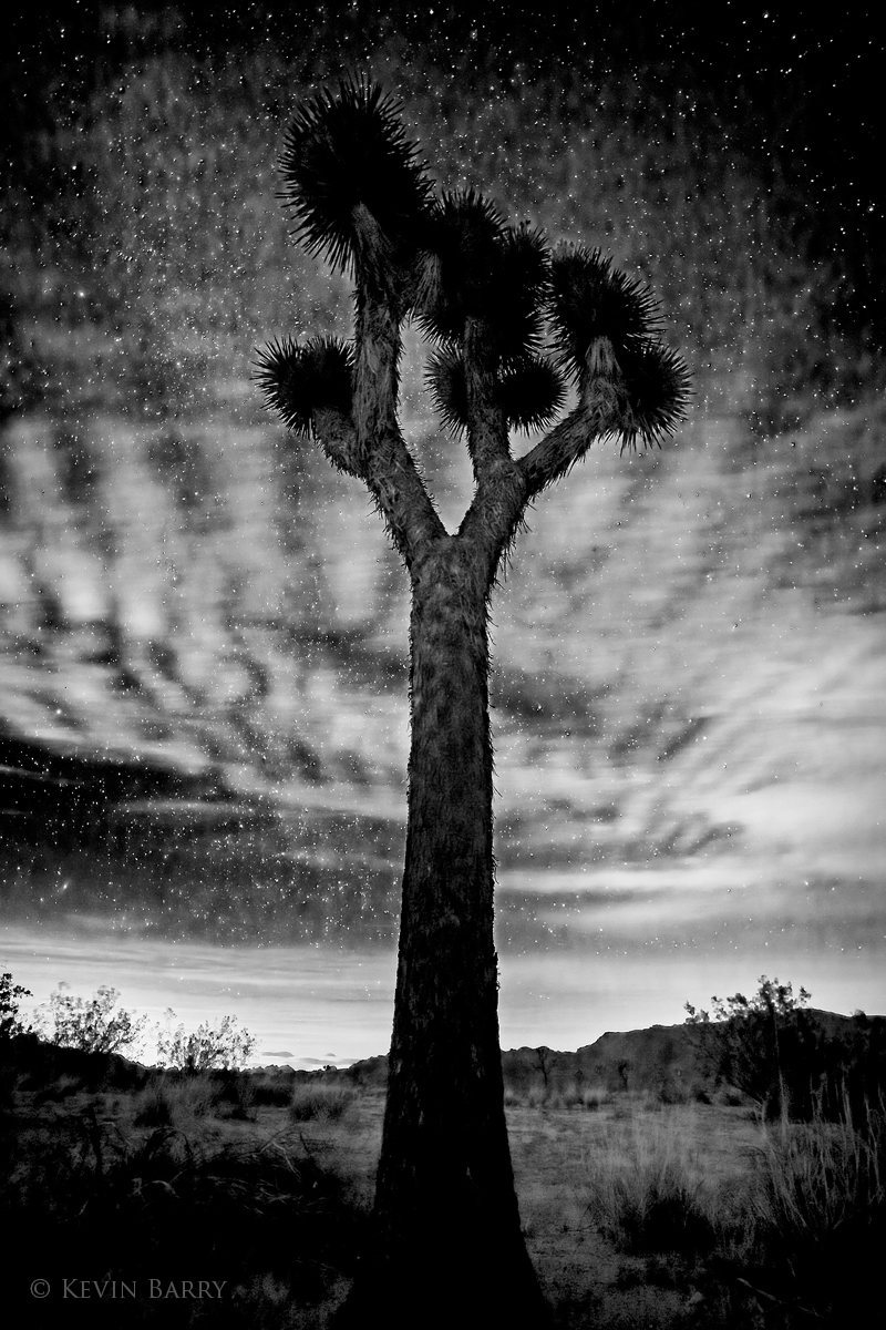 Away from city lights, numerous stars are visible above a Joshua Tree (Yucca brevifolia) in the California desert.