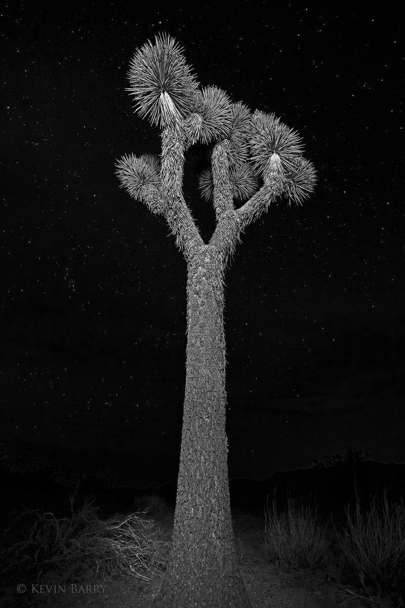 A late-night view of a lone Joshua Tree (Yucca brevifolia) in California's Joshua Tree National Park.