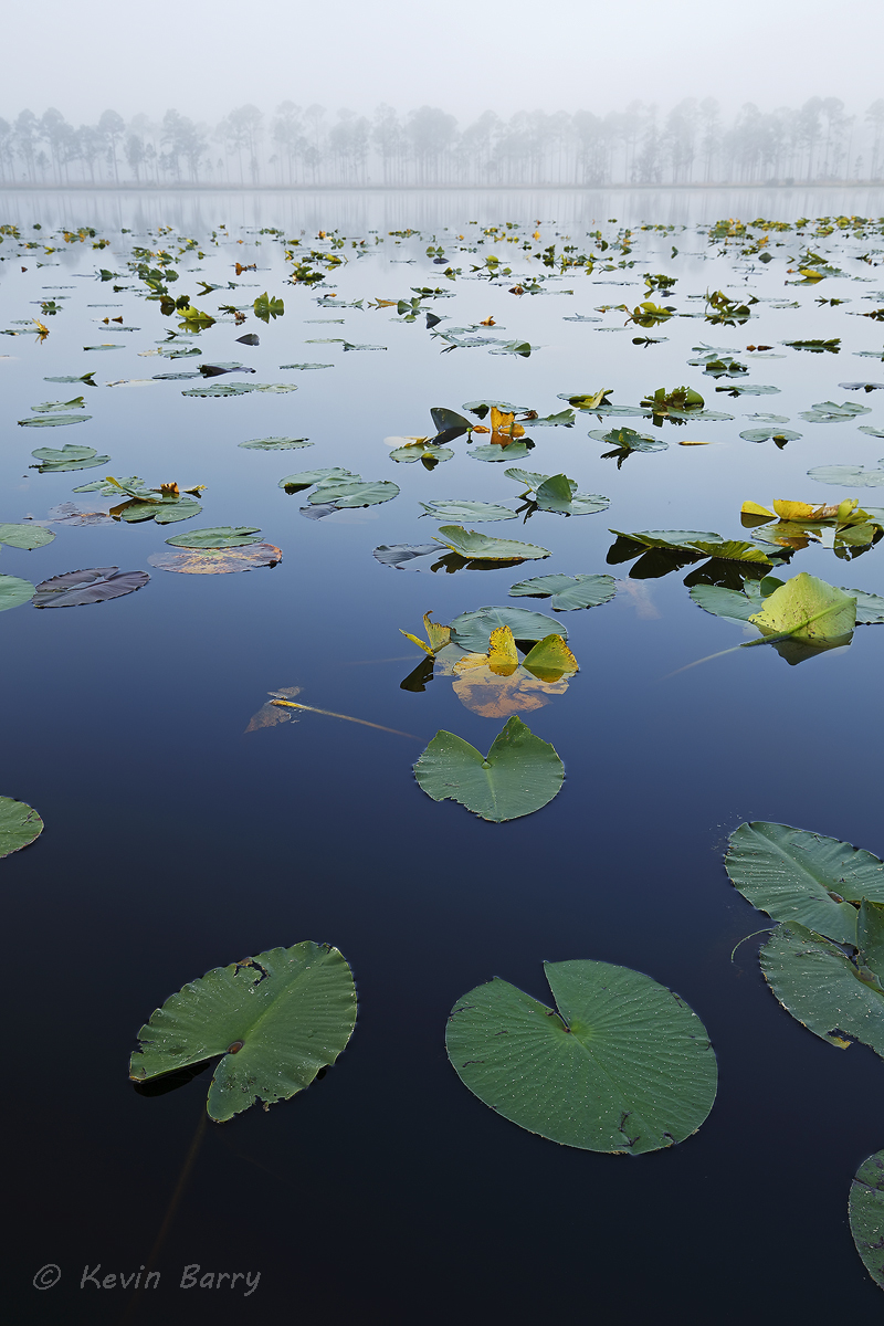 Central Florida lake on a foggy morning, Polk County, vertical, nature photography, natural, morning, fog, foggy, lily pads...