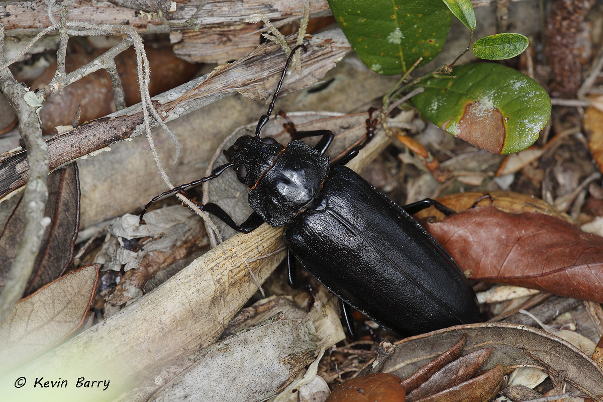 (Archodontes melanopus)
