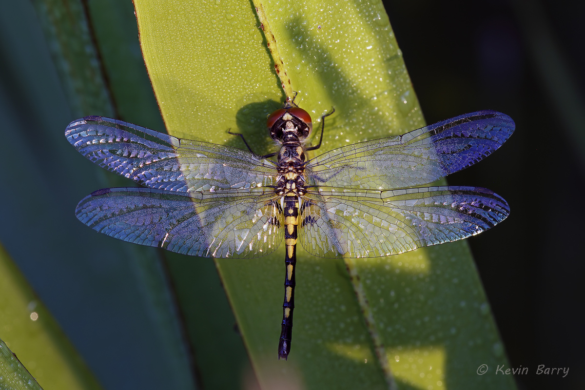 (Celithemis ornata)