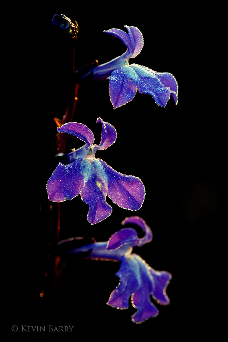 The Glade Lobelia (Lobelia glandulosa) is a small wetland perennial that reaches a height of 12 to 18 inches. It ranges from...