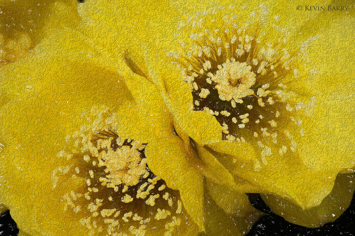 (Opuntia humifusa)