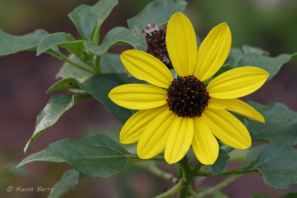 (Helianthus debilis subsp. debilis)