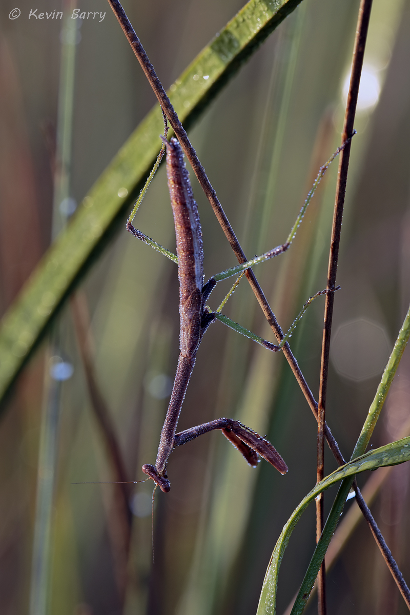 Praying mantis at sunrise, Big Cypress National Preserve, Florida, nature photography, native, natural, vertical, insect, sunrise...