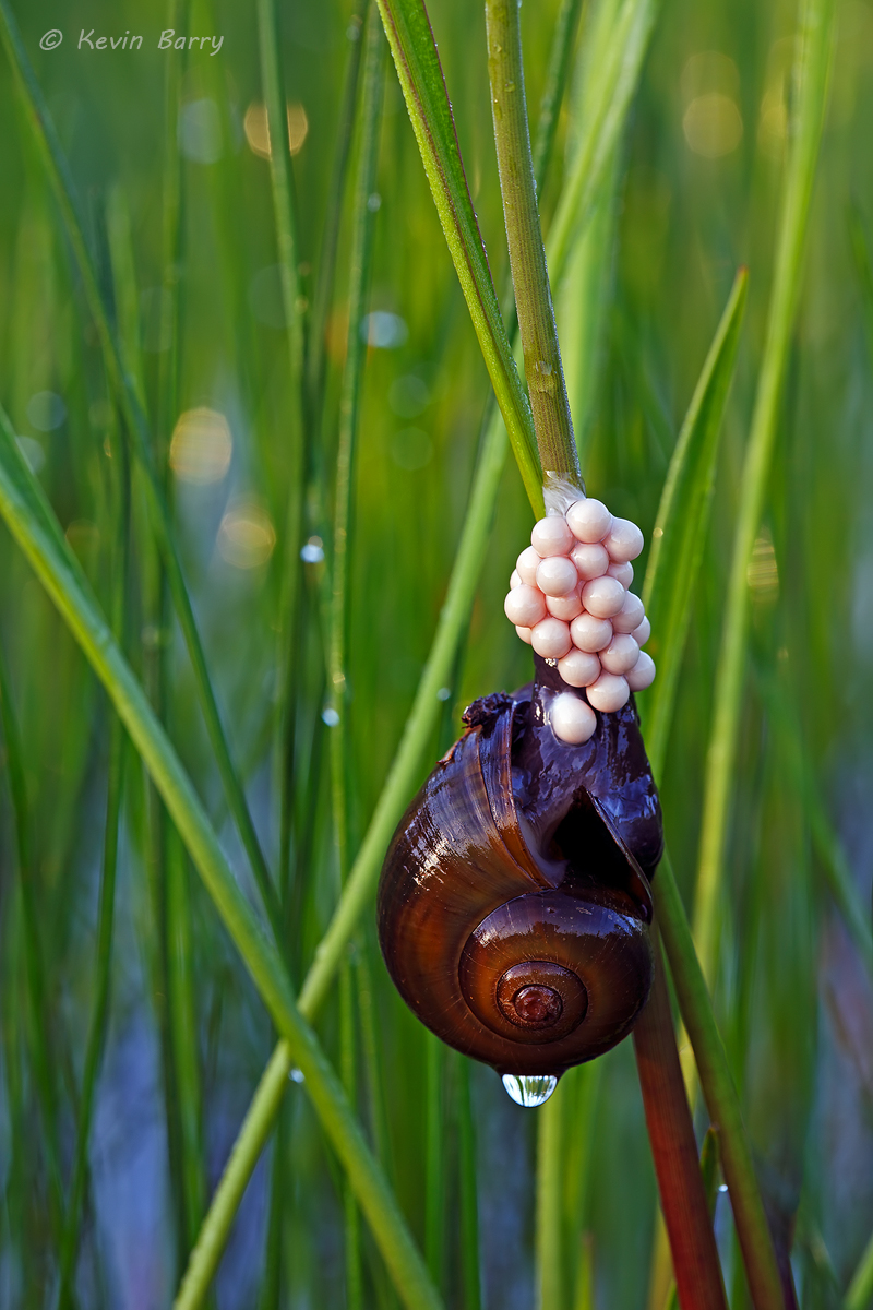apple snail apple snail