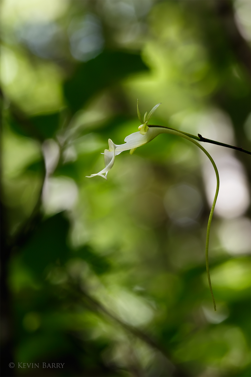 (Dendrophylax lindenii) Endangered specie