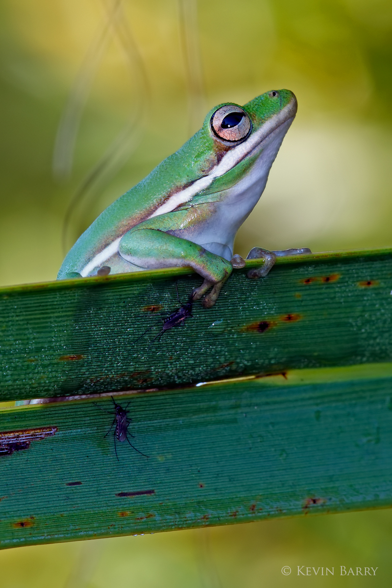 A Green Tree Frog (Hyla cinerea) poses with a couple of mosquitoes in Florida's everglades.