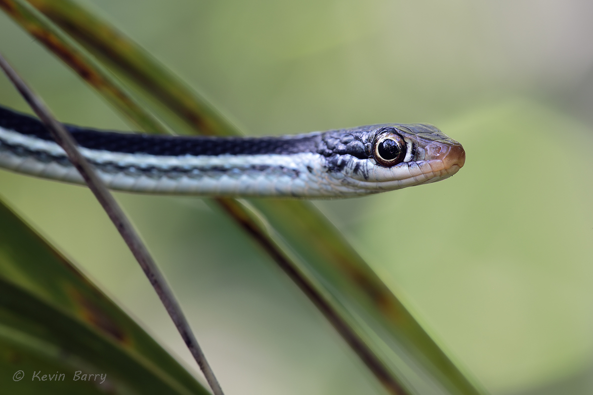 Thamnophis sauritus sackenii
