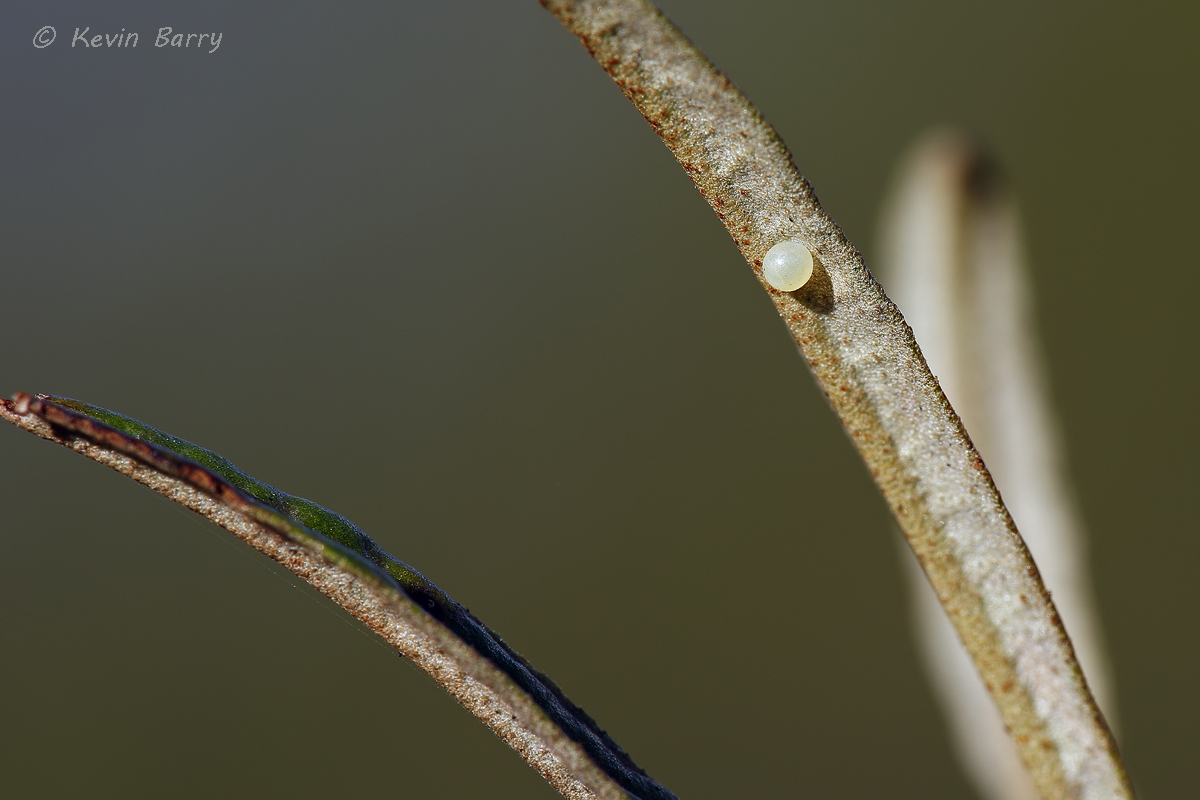 (Anaea troglodyta floridalis) (Croton linearis)