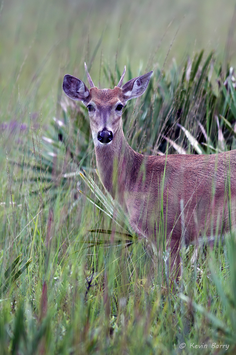 The White-tailed deer (Odocoileus virginianus), also known as the whitetail or Virginia deer, is a medium-sized deer native to...
