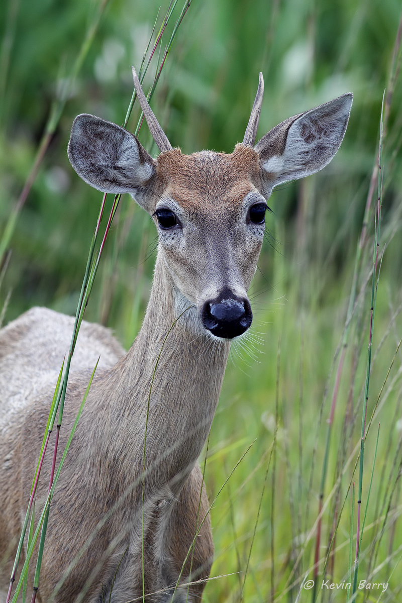 The White-tailed deer (Odocoileus virginianus), also known as the whitetail or Virginia deer, is a medium sized deer native to...