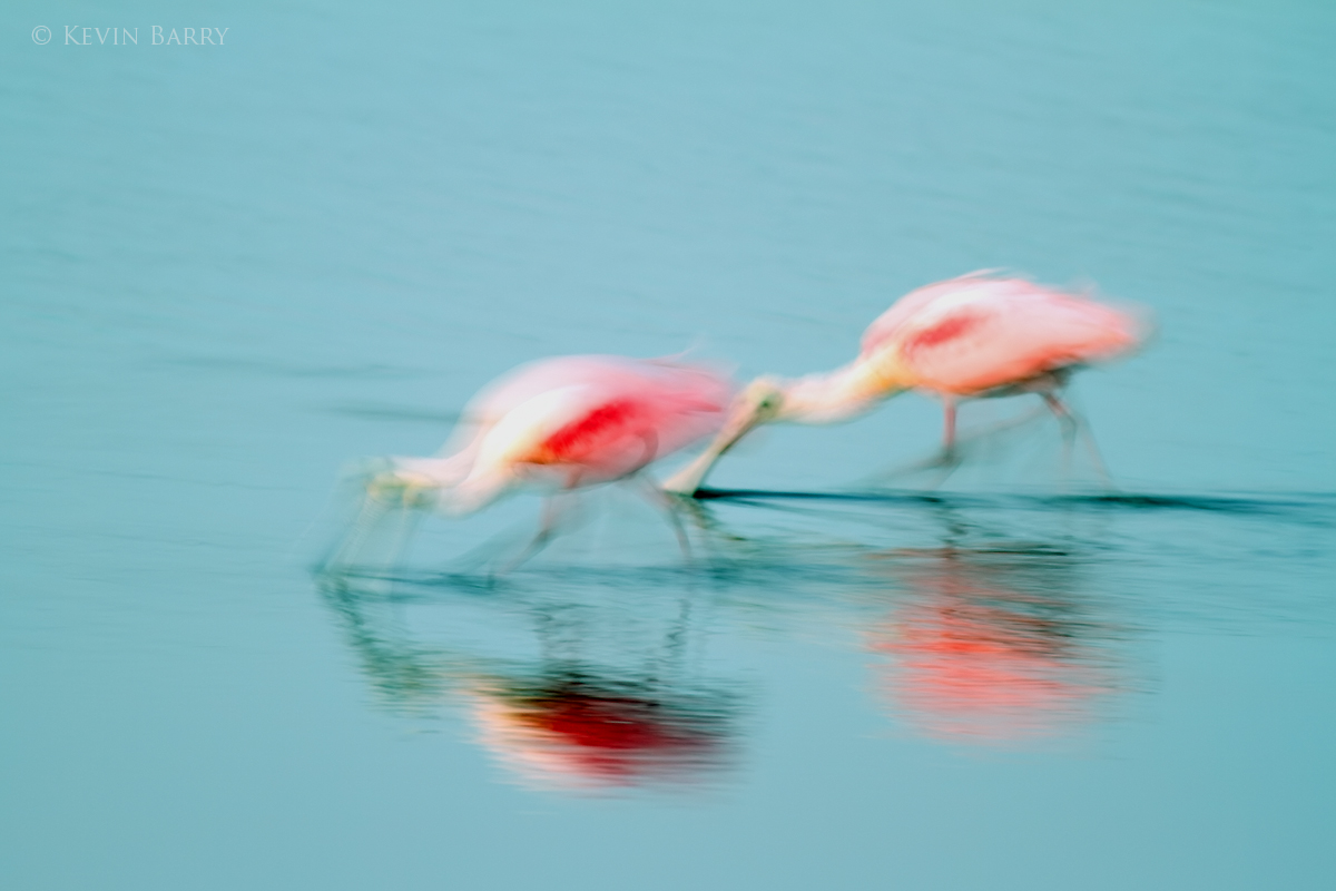 A long exposure blurs two Roseate Spoonbills (Platalea ajaja) feeding at dawn in central Florida.