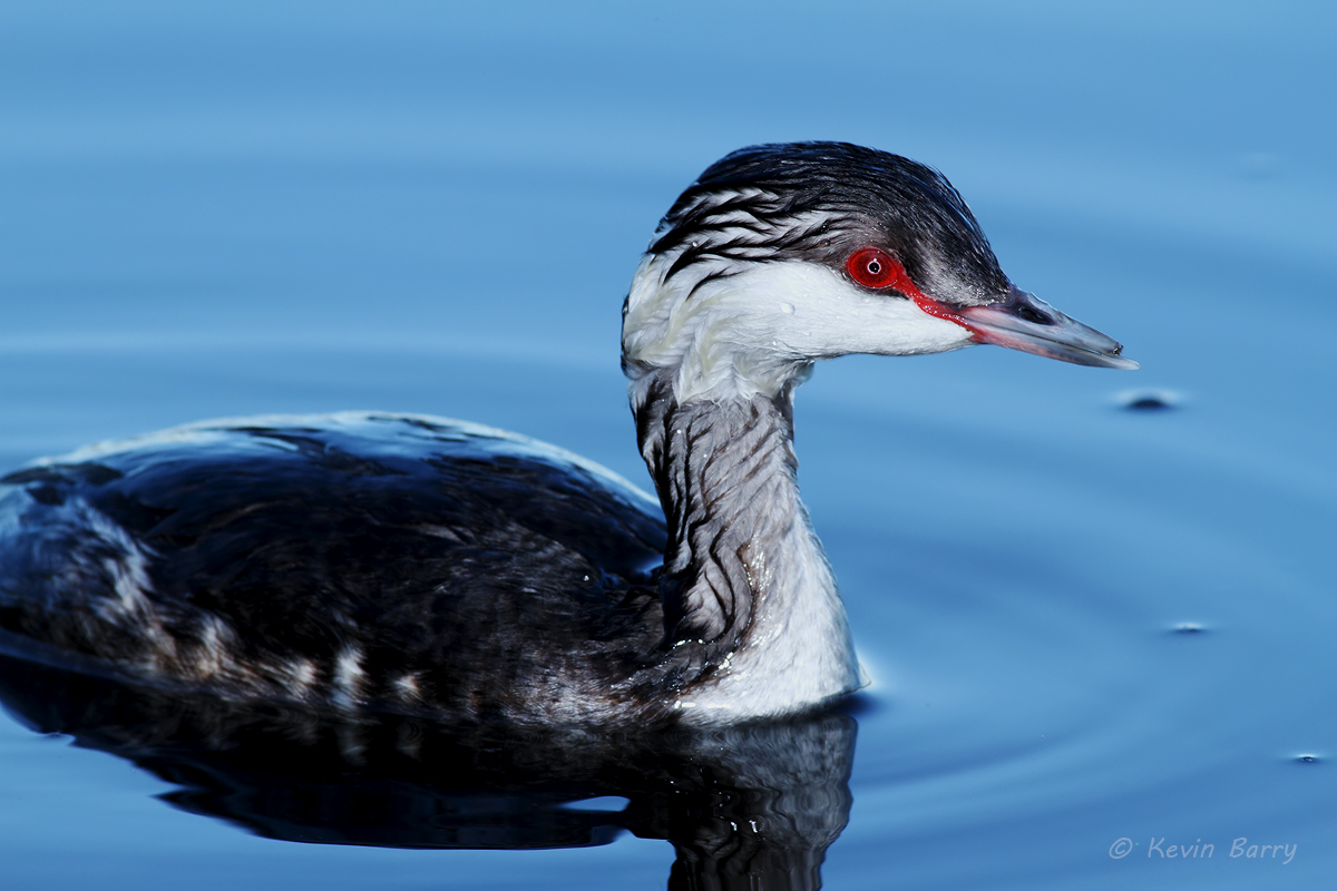 The Horned Grebe (Podiceps auritus) is a relatively small waterbird in the Family Podicipedidae.