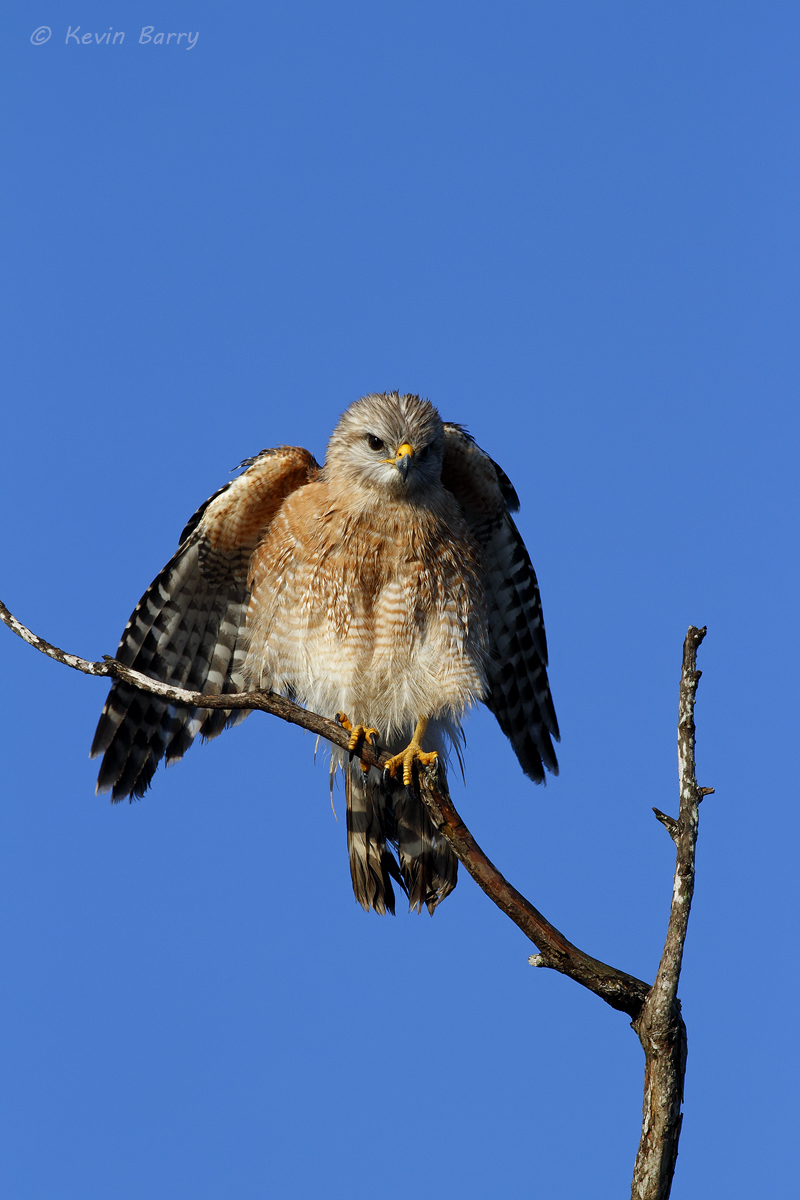 The most commonly seen species of hawk in Florida's everglades, a Red-shouldered Hawk (Buteo lineatus) searches for his next...