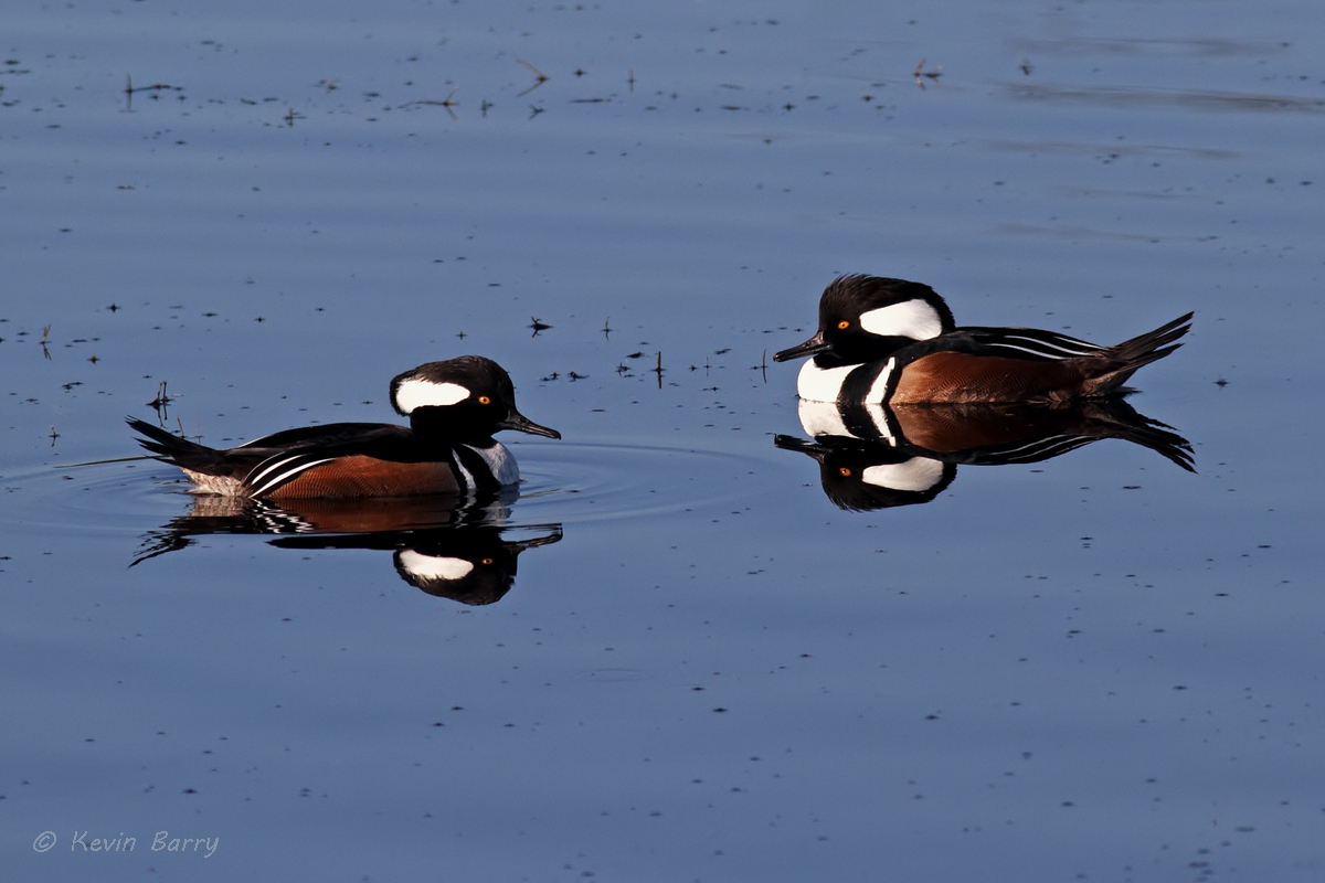 The Hooded Merganser (Lophodytes cucullatus) is a species of small duck. The bird is striking in appearance; both sexes have...