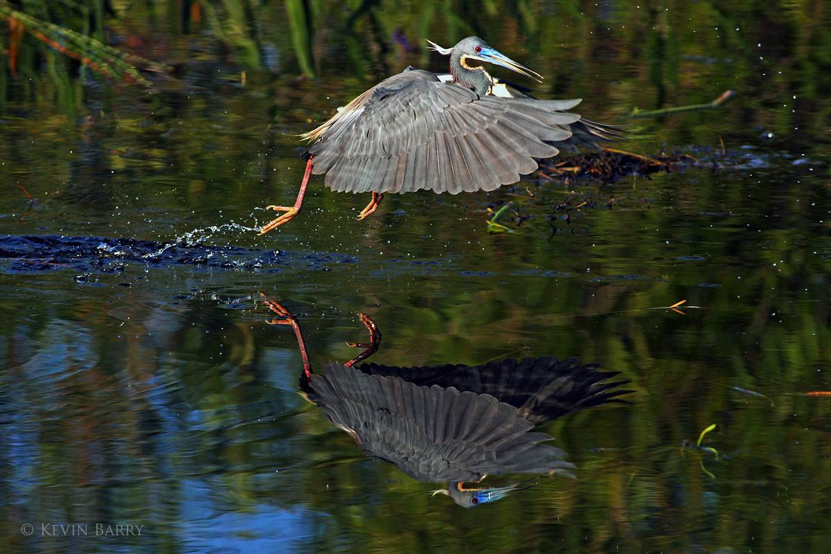 A Tricolored Heron (Egretta tricolor) flies over a marsh just above the waters surface, picking off minnows as he goes.