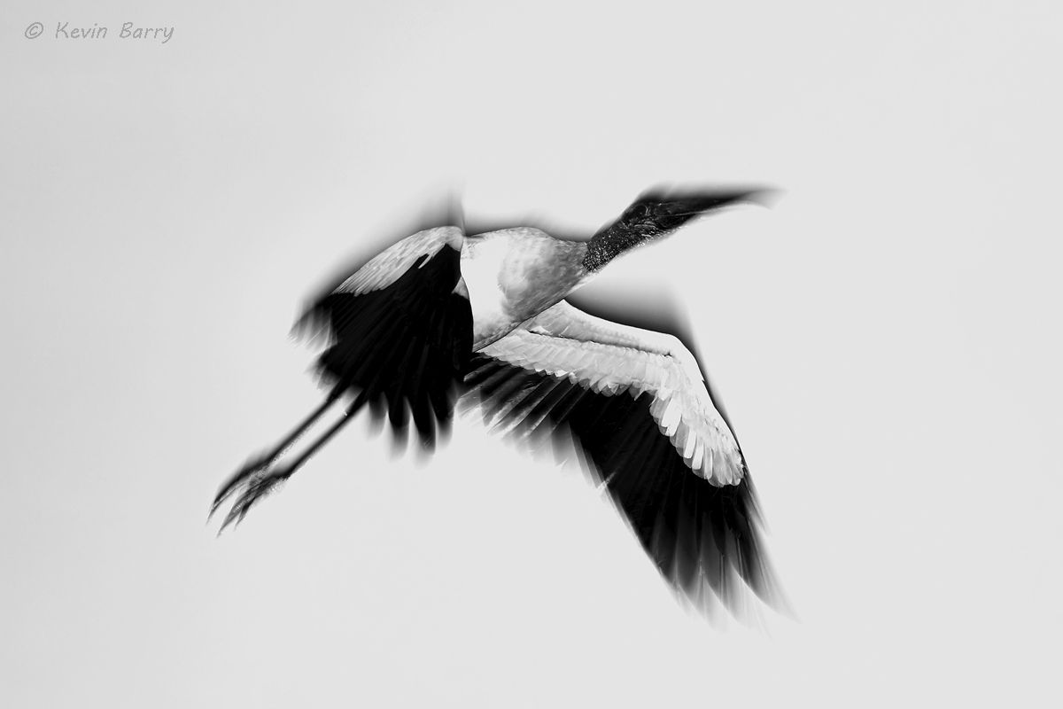 The Wood Stork (Mycteria americana) is a large wading bird in the stork family Ciconiidae. It is found in subtropical and tropical...