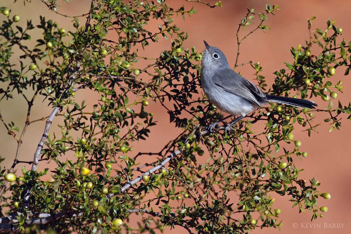 The Black-tailed Gnatcatcher (Polioptila melanura), a tiny bird of the arid southwest US and northern Mexico.