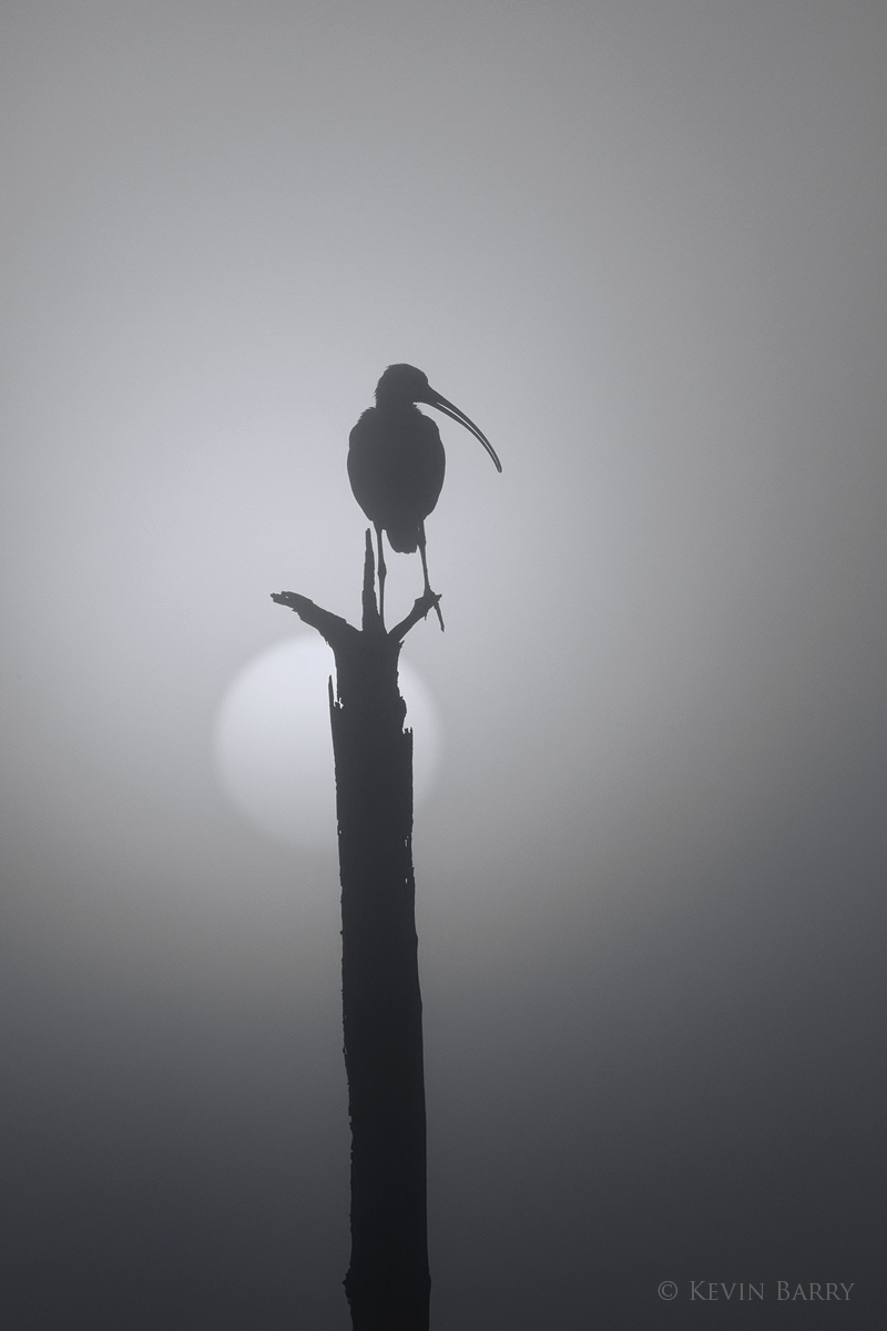 Perched atop a Cabbage Palm (Sabal palmetto), a White Ibis (Eudocimus albus) is silhouetted at sunrise.