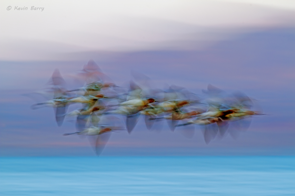 A flock of American Avocets (Recurvirostra americana) flies over California's Salton Sea on a beautiful spring morning. The avocet...