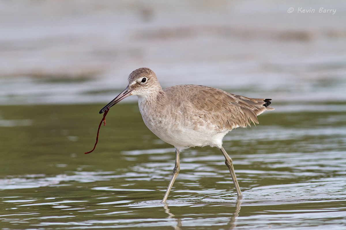 The Willet (Tringa semipalmata), a large rather drab shorebird commonly seen along Florida beaches comes up with a snack.