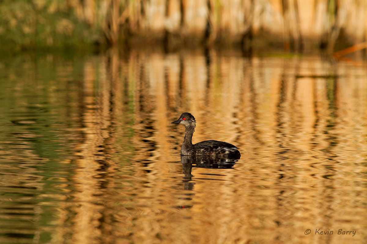 The most abundant specie of grebe in the world, the Eared Grebe (Podiceps nigricollis californicus) breeds in shallow wetlands...