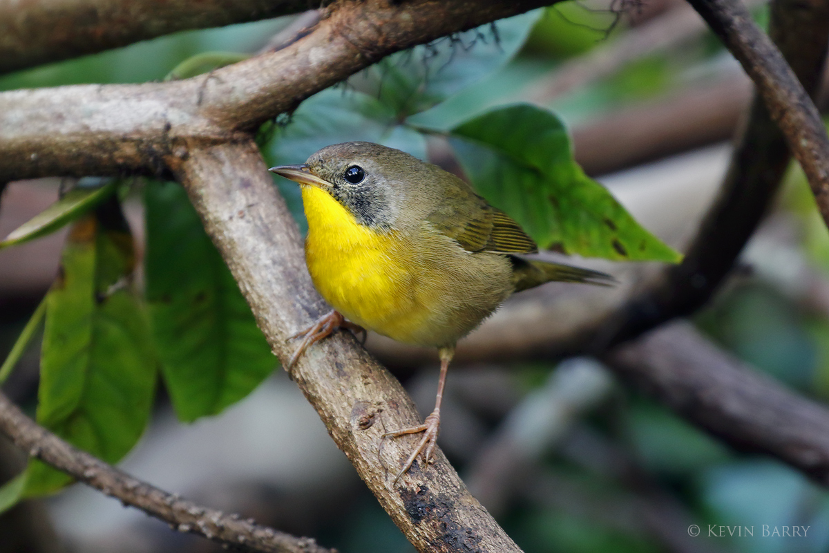 Rainy, windy weather can cause warblers such as this Common Yellowthroat (Geothlypis trichas) to temporarily cease their migration...